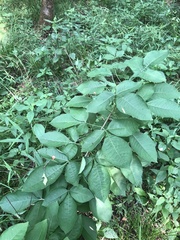 Ptelea trifoliata mollis