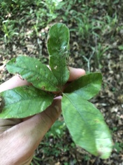 Quercus oglethorpensis