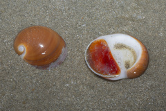 Polinices albumen