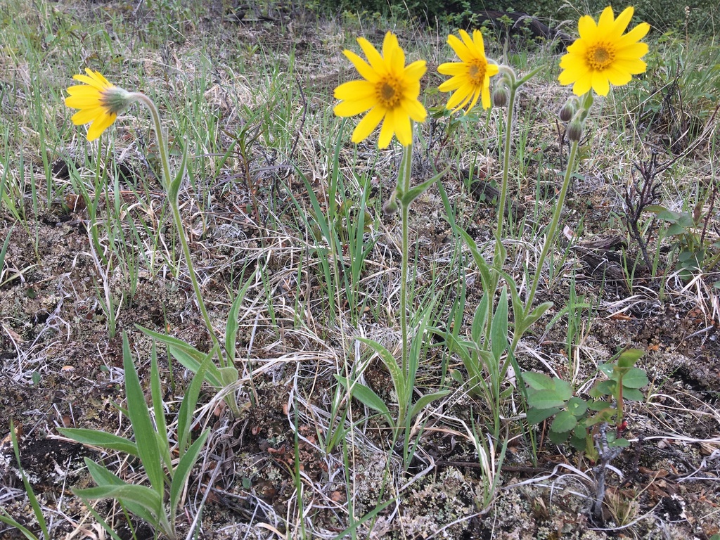 Narrowleaf Arnica From Yukon, Yukon, Canada On June 14, 2022 At 04:37 ...