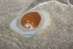 Polinices albumen