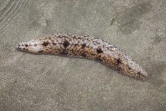 Holothuria notabilis