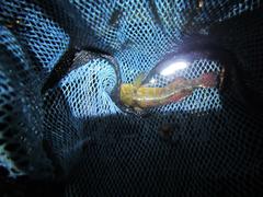 Gobiomorphus huttoni