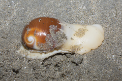 Polinices albumen