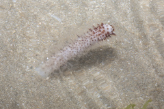 Lituaria
