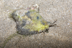 Laevistrombus canarium