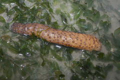 Veretillum