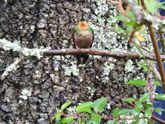 Coeligena helianthea