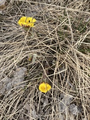 Tussilago farfara