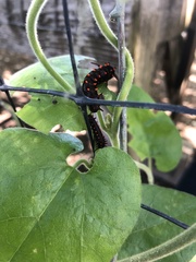 Battus philenor