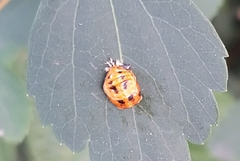 Harmonia axyridis