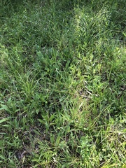 Silphium confertifolium