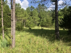 Silphium confertifolium