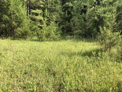Silphium confertifolium