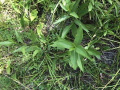 Silphium confertifolium