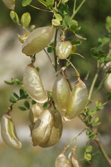 Colutea cilicica