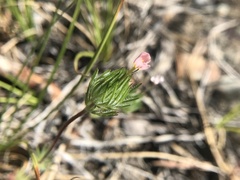 Leptosiphon ciliatus
