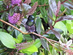 Coeligena helianthea