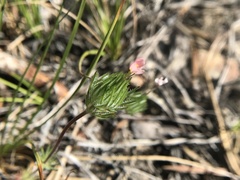 Leptosiphon ciliatus