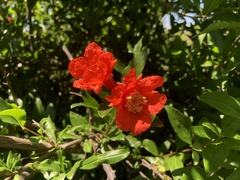 Magnoliopsida
