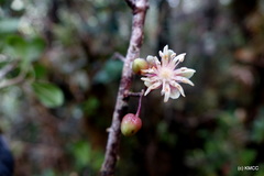Octolepis dioica