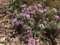 Monardella villosa