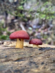 Gymnopilus purpuratus