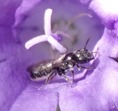 Foveosmia