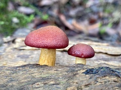Gymnopilus purpuratus