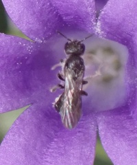 Foveosmia