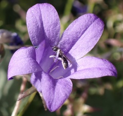 Foveosmia