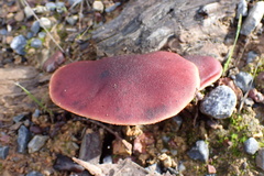 Gymnopilus purpuratus