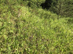 Solidago rigida glabrata