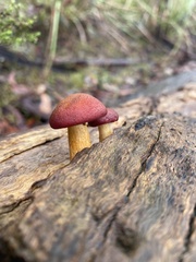 Gymnopilus purpuratus