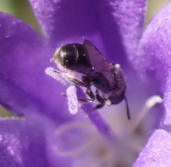 Foveosmia