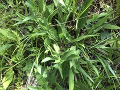 Solidago rigida glabrata
