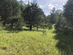 Solidago rigida glabrata