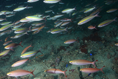 Pterocaesio tessellata