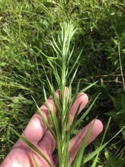 Liatris spicata spicata
