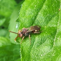 Nomada maculata