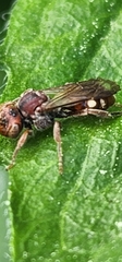 Nomada maculata