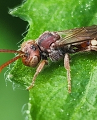 Nomada maculata