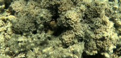 Clavularia