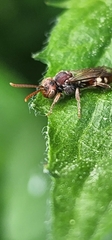 Nomada maculata