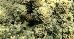 Clavularia