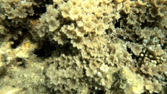 Clavularia