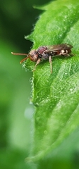 Nomada maculata