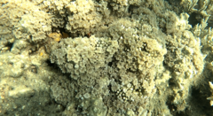 Clavularia