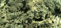 Clavularia