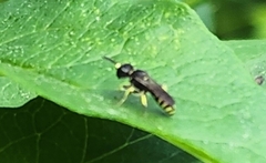 Ectemnius lapidarius